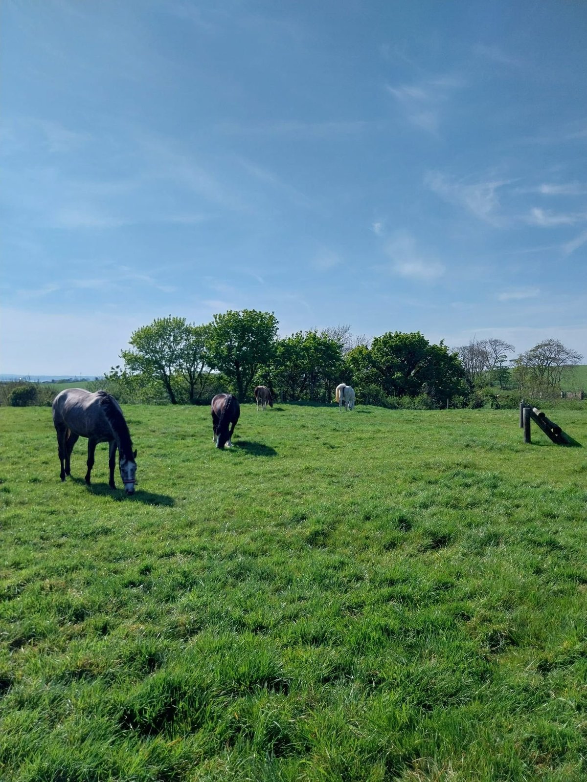 Black horses grazing in a green pasture with trees under a blue sky