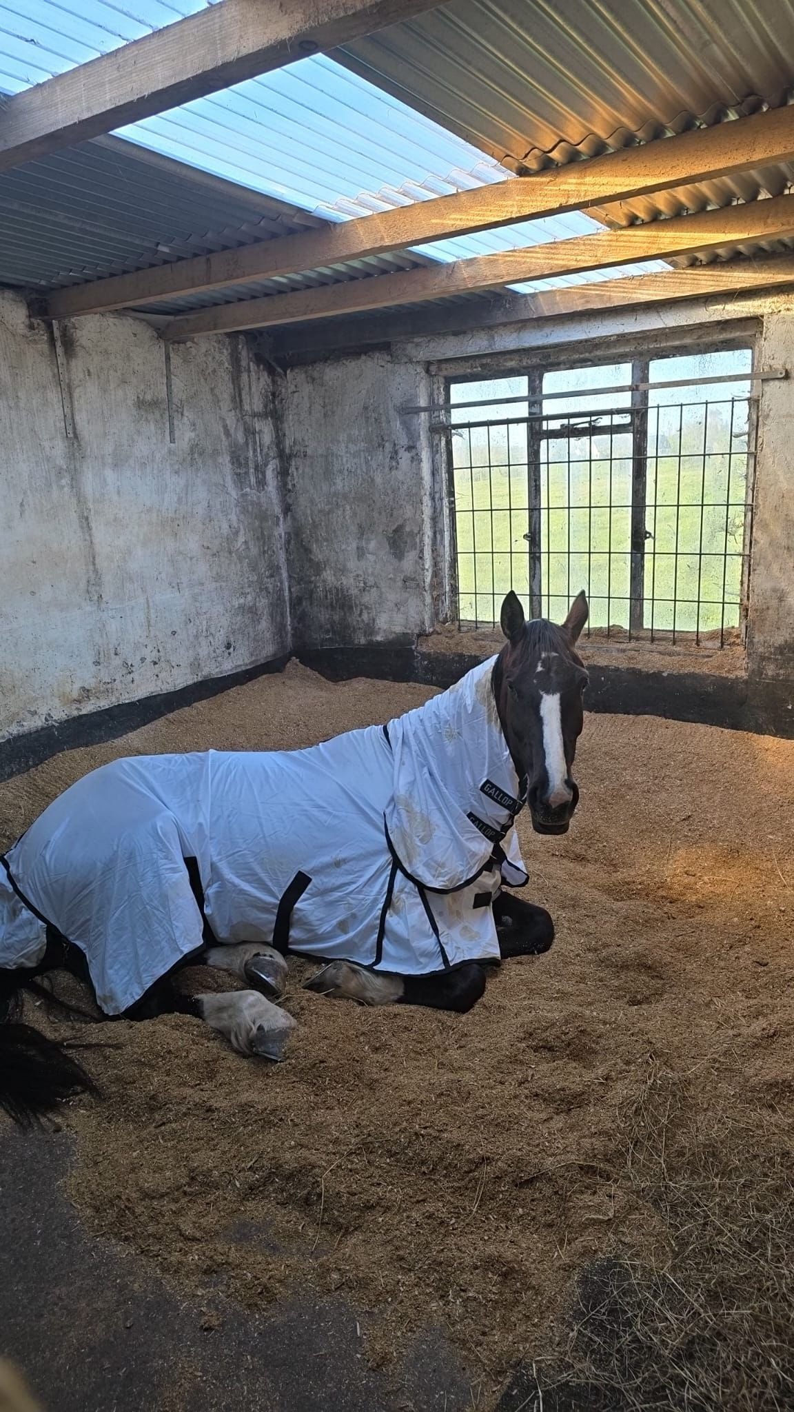 Dark horse wearing white blanket lying down in sandy stable with metal roof and gates