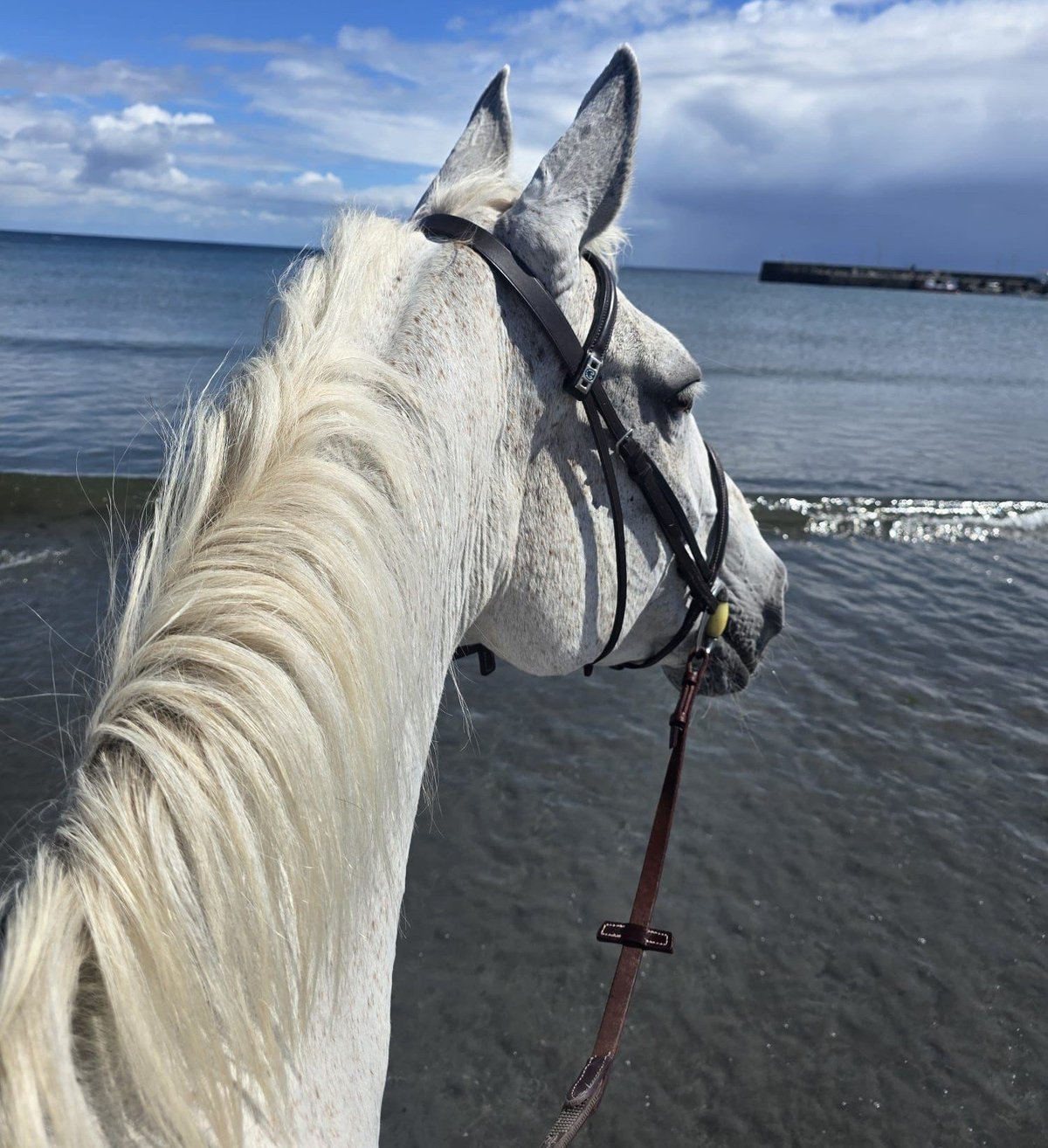 White horse with flowing mane wearing black saddle on a beach with ocean and cloudy sky in background