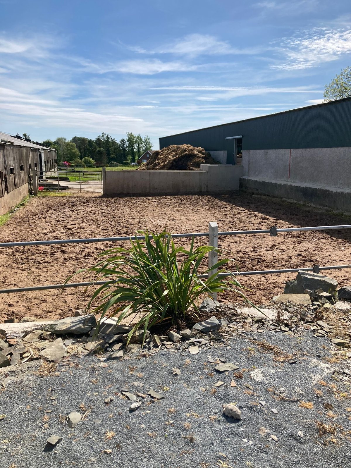 Rural farm yard with brown dirt ground, dark barn building, green plant in foreground, wooden fence and blue sky with clouds