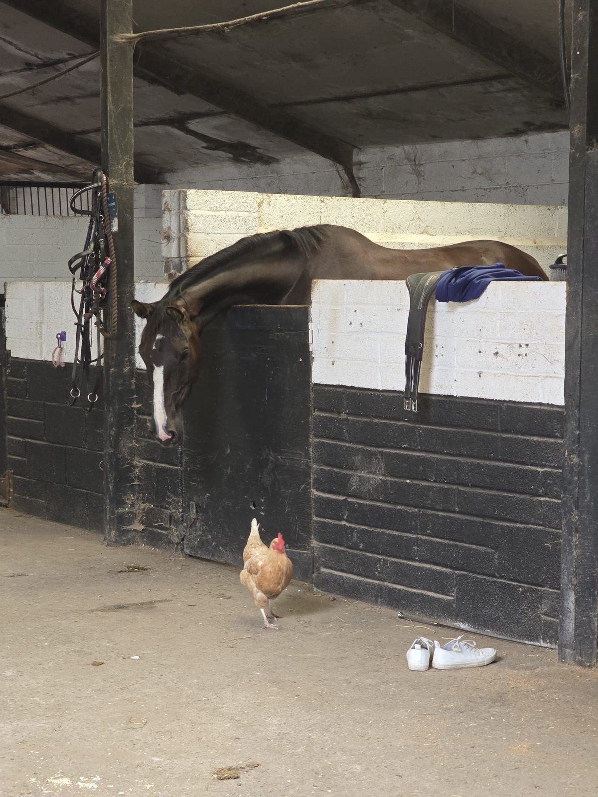 A brown horse stretches down in a stable stall while a chicken stands nearby on the dirt floor