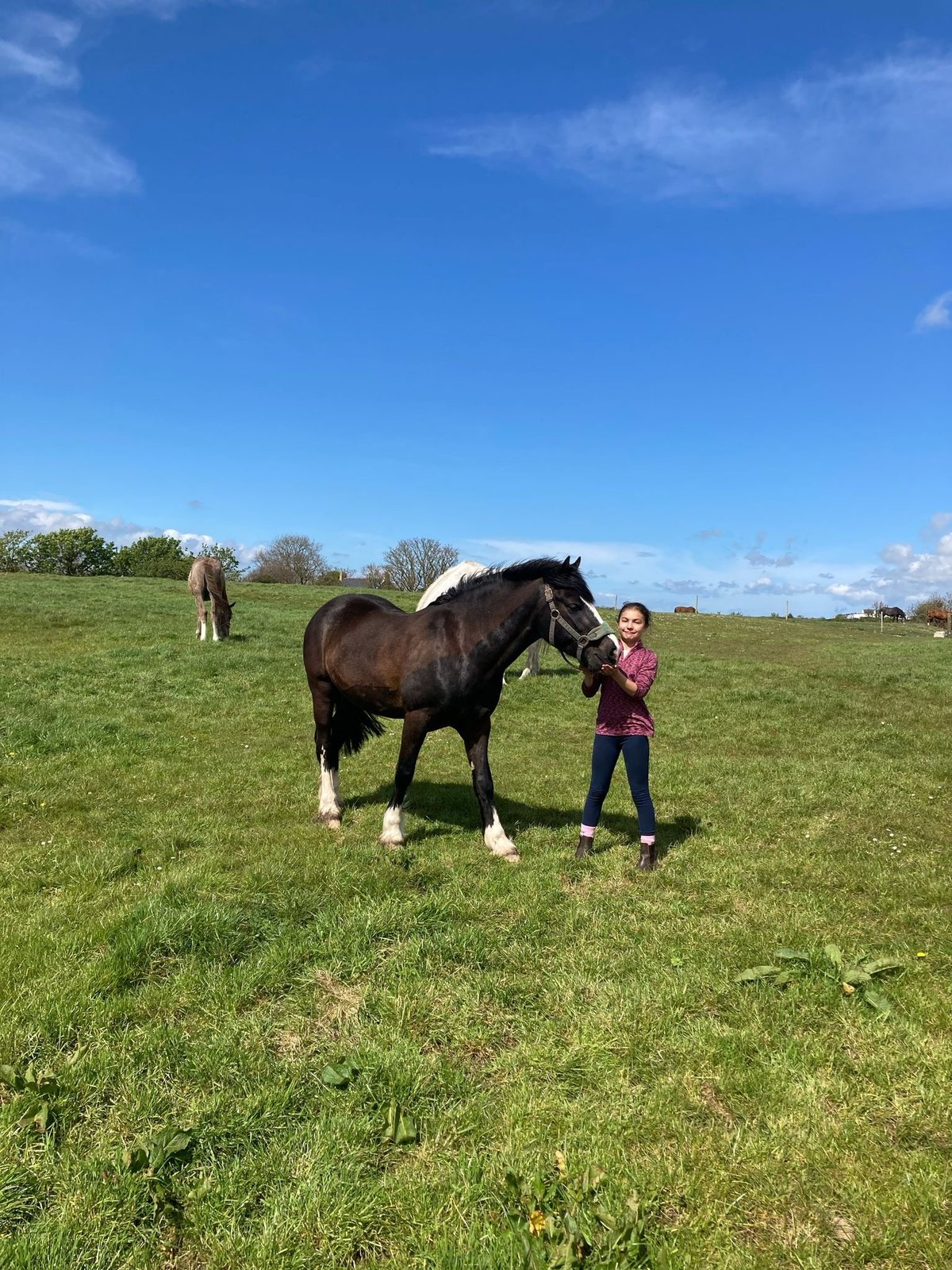 Person leading a dark brown horse in a green pasture under blue sky with other horses grazing in background