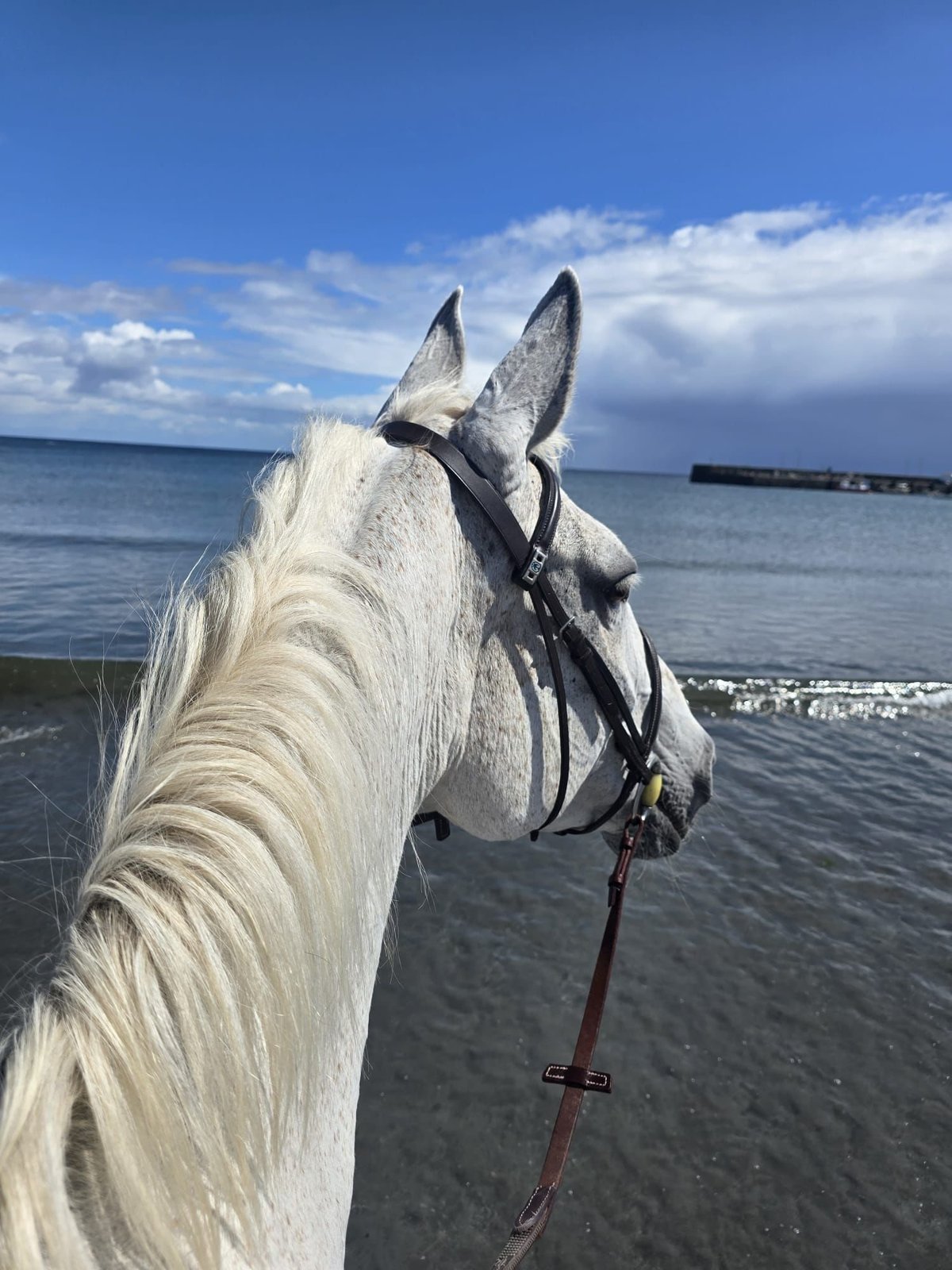 White horse with saddle standing in shallow ocean water under blue sky with clouds