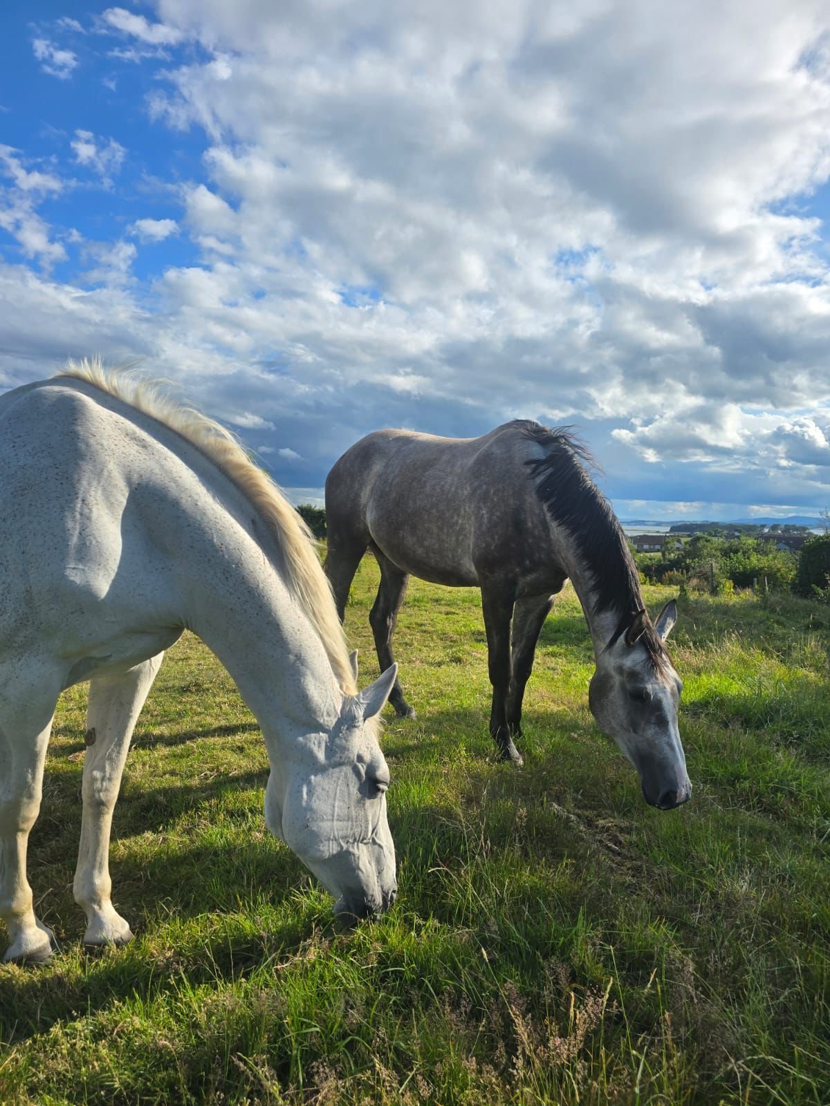 Two horses grazing in a green pasture under a blue cloudy sky with hills in the background