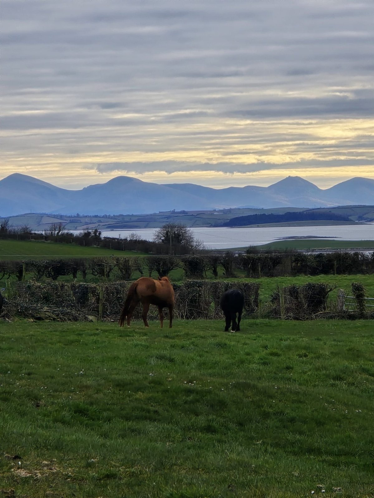 Two horses grazing in a green pasture with mountains and a lake in the background under a cloudy sky