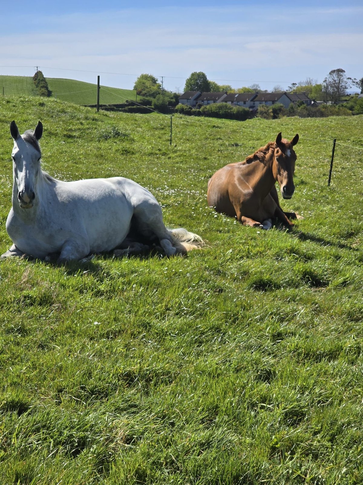 Two horses resting in a green pasture: a white horse lying down on the left and a brown horse on the right, with fencing and rolling hills in the background.