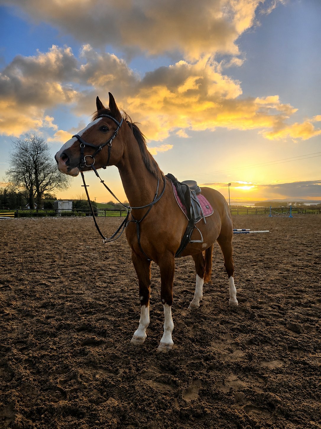 Brown horse with saddle standing in arena at sunset, dramatic golden sky with clouds overhead