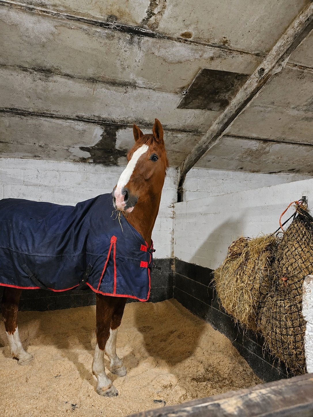 Brown and white horse wearing a dark blue blanket with red trim standing in a concrete stable stall with hay net