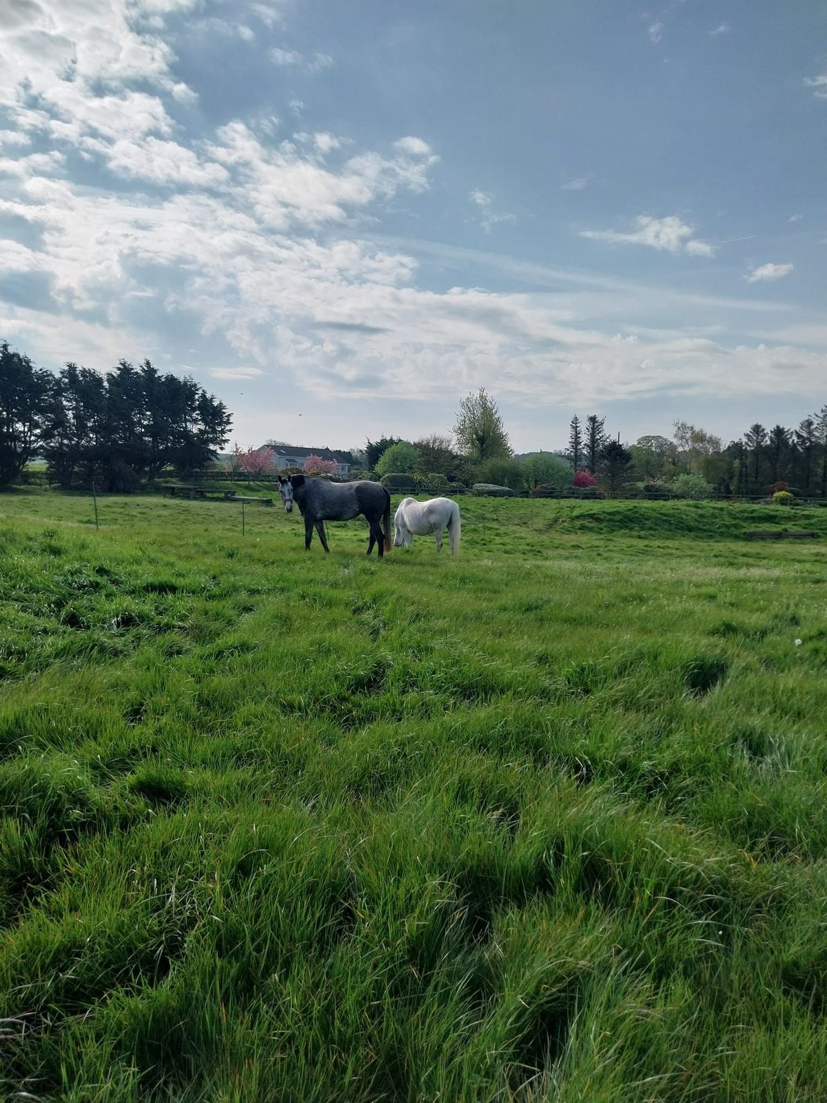 Black and white horses grazing in a lush green pasture under a blue sky with white clouds