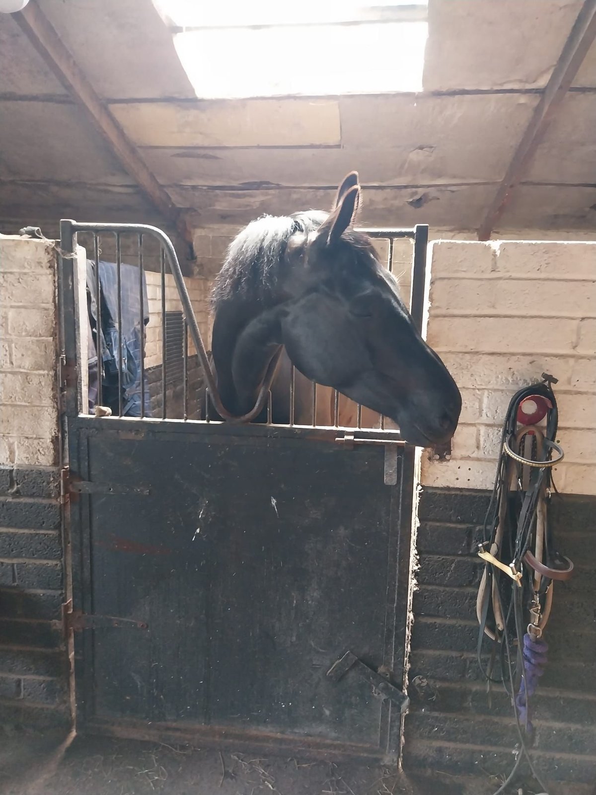 Black horse looking over stable door in wooden barn with bridle and rope hanging on wall